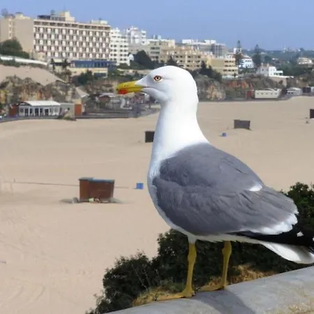 T1 Na 1 Linha Da Da Rocha *